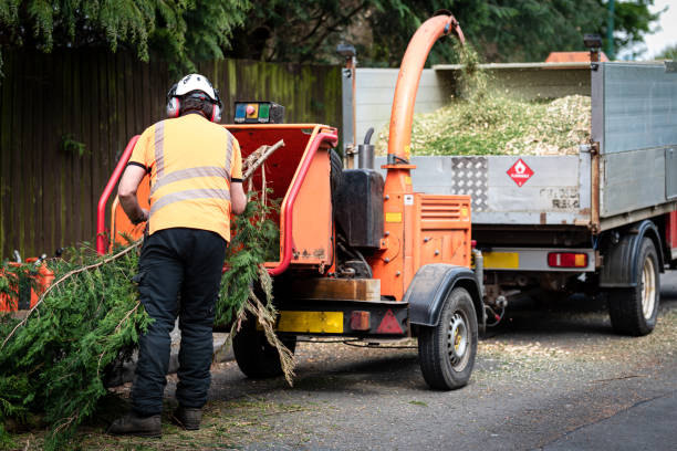 Tree Services