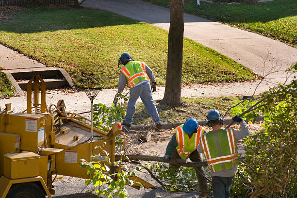 How Our Tree Care Process Works  in  Quinnesec, MI